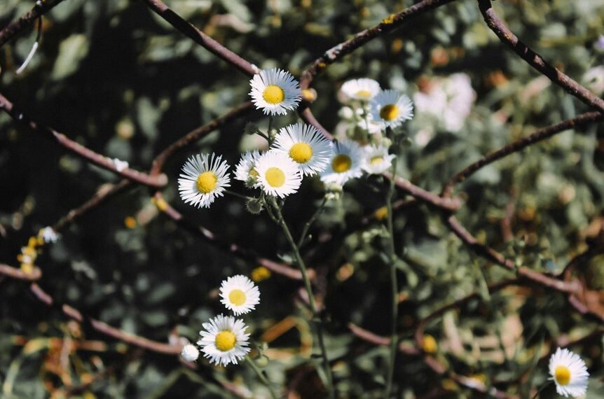 link acquisition boosts growth